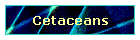 Cetaceans