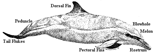 Dolphin external anatomy