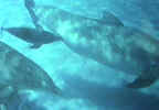 Dolphin Baby Nursing
