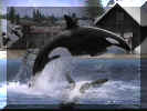 Killer whales jumping