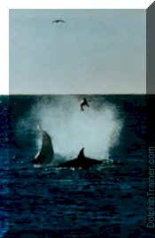 Two killer whales "playing" with their food, off the coast of Patagonia, Argentina.